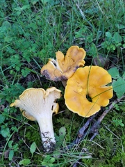 Cantharellus phasmatis