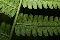 Amauropelta germaniana