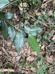 Amorphospermum antilogum