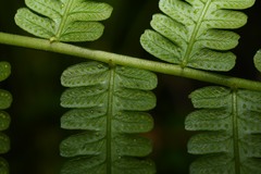 Amauropelta germaniana