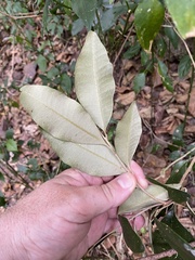 Amorphospermum antilogum