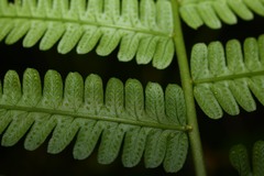 Amauropelta germaniana