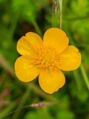 Ranunculus