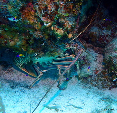 Panulirus argus