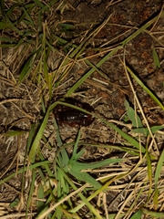 Bothriurus bonariensis