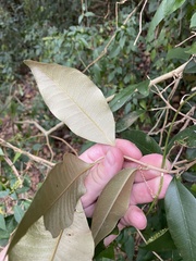 Amorphospermum antilogum