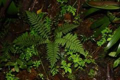 Amauropelta gracilis