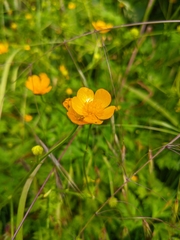Ranunculus