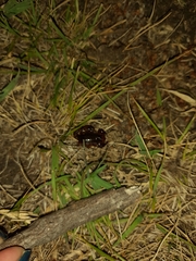 Bothriurus bonariensis