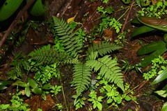 Amauropelta gracilis