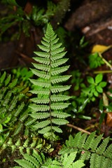 Amauropelta gracilis