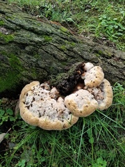 Pseudoinonotus