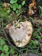 Pseudoinonotus