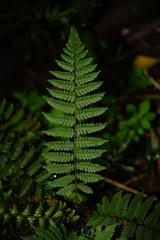 Amauropelta gracilis