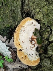 Pseudoinonotus