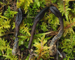Geoglossum fallax