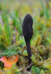 Geoglossum fallax
