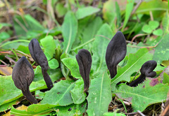 Geoglossum fallax