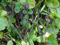 Geoglossum fallax