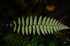 Amauropelta gracilis