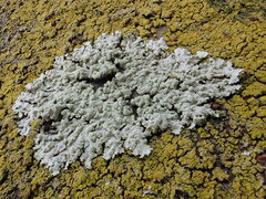 Kashiwadia orientalis