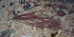 Gracilaria