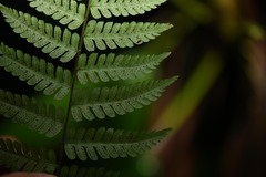 Amauropelta gracilis