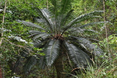 Lepidozamia peroffskyana