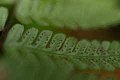 Amauropelta gracilis