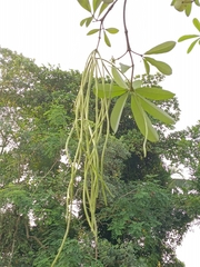 Alstonia scholaris