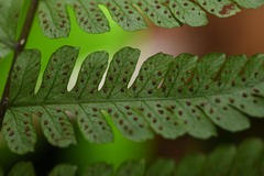 Amauropelta gracilis