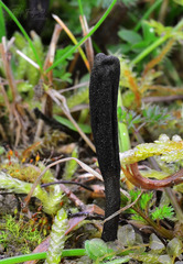 Geoglossum umbratile