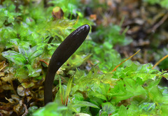 Geoglossum umbratile