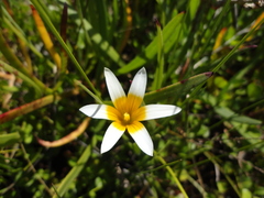 Romulea leipoldtii