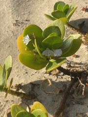 Scaevola plumieri