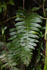 Austroblechnum