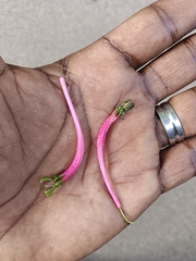 Dendrophthoe falcata