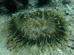 Macrodactyla doreensis