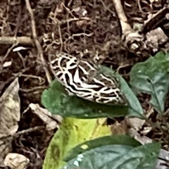 Catuna crithea