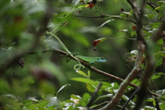 Bronchocela cristatella