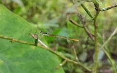 Agriocnemis keralensis