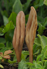 Microglossum olivaceum