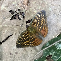 Bebearia lucayensis