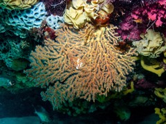 Melithaea zimmeri