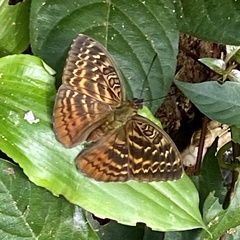 Bebearia lucayensis