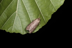 Pachycnemia hippocastanaria