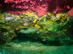 Meuschenia freycineti