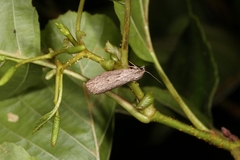 Pachycnemia hippocastanaria