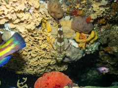 Bovichtus angustifrons