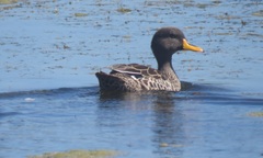 Anas undulata undulata